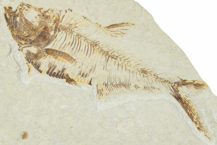 Fossil Fish (Diplomystus) - Green River Formation #224685